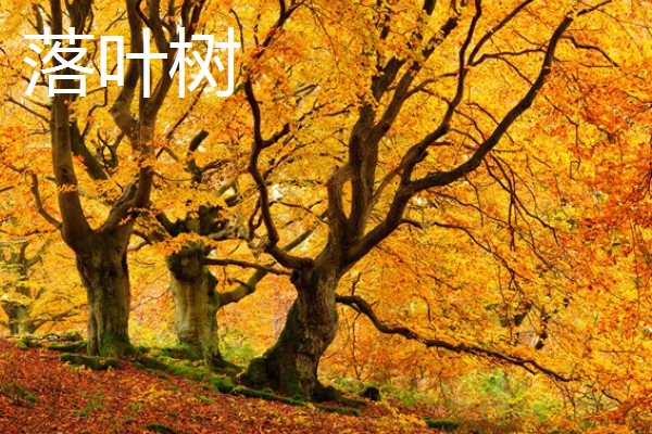 常绿树与落叶树有什么区别，特征、分类、分布范围都不同