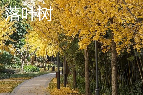 常绿树与落叶树有什么区别，特征、分类、分布范围都不同