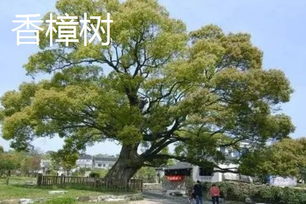 常绿树与落叶树有什么区别，特征、分类、分布范围都不同