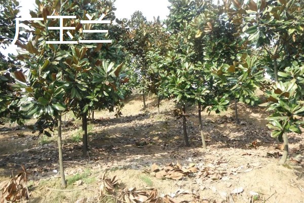 常绿树与落叶树有什么区别，特征、分类、分布范围都不同