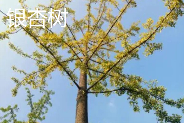 常绿树与落叶树有什么区别，特征、分类、分布范围都不同