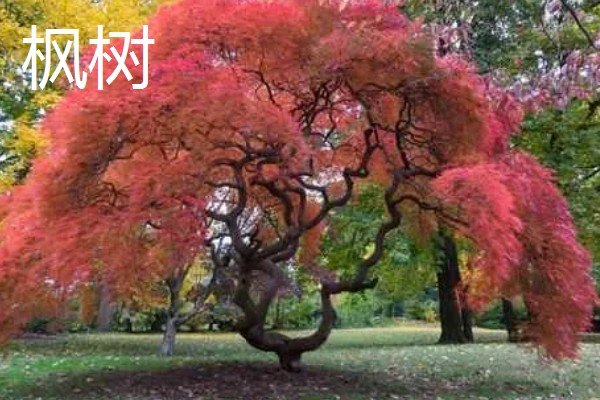 常绿树与落叶树有什么区别，特征、分类、分布范围都不同