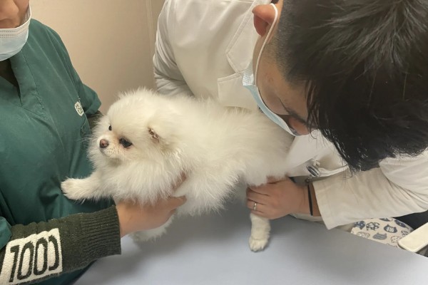 小狗有点拉稀的原因，可能是腹部受凉、喂食不当等因素引起
