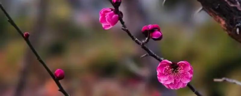 红梅简介，是梅花的一种