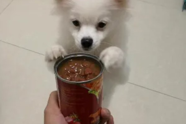 小狗有点拉稀的原因，可能是腹部受凉、喂食不当等因素引起