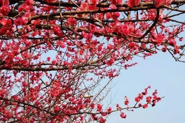 红梅简介，是梅花的一种