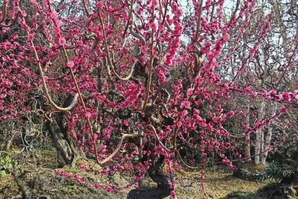 红梅简介，是梅花的一种