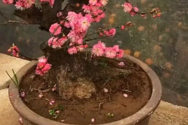 红梅简介，是梅花的一种