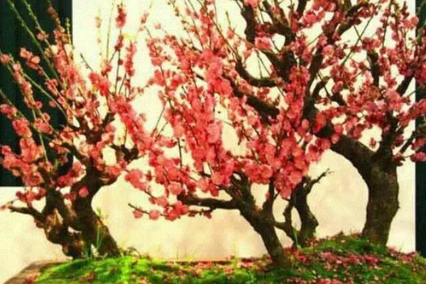 红梅简介，是梅花的一种