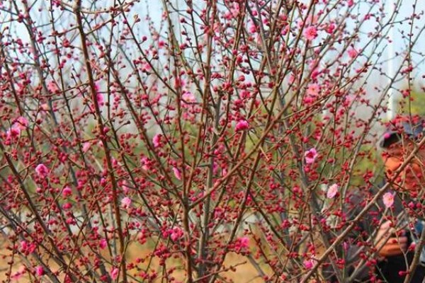 红梅简介，是梅花的一种