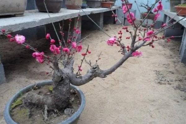 红梅简介，是梅花的一种