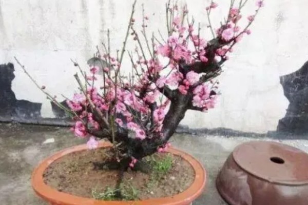 红梅简介，是梅花的一种