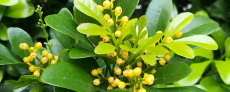 养米兰花要注意什么，平时要把温度保持在20-25℃