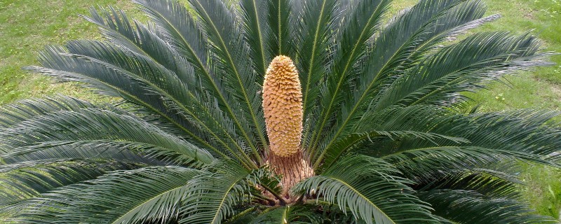 铁树有什么特点，只有15-20年的老树才能开花