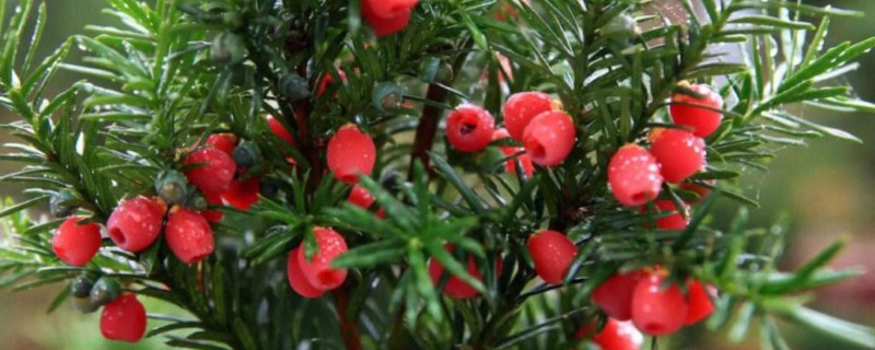 红豆杉的种植方法，选择泥制花盆来养护