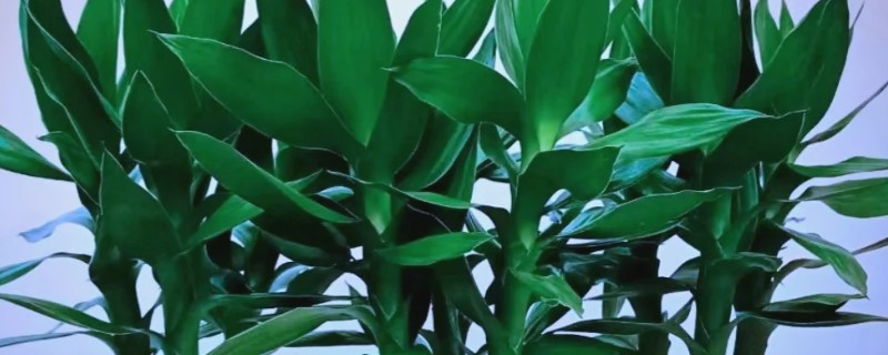 水培观音竹多久换水一次，生根期间3天换水一次