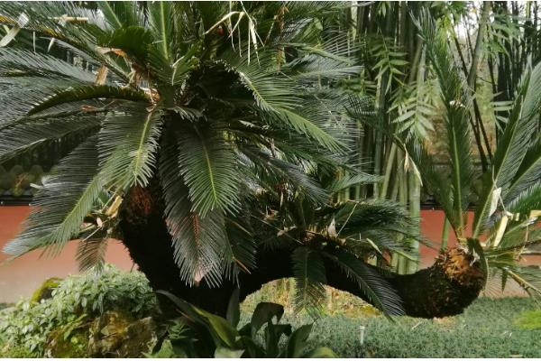 铁树有什么特点，只有15-20年的老树才能开花