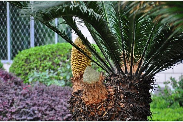 铁树有什么特点，只有15-20年的老树才能开花