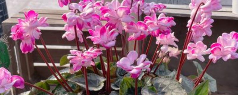 仙客来怕不怕冷，仙客来怕冷