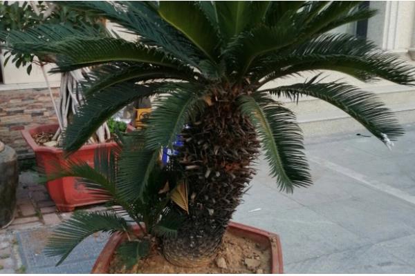 铁树有什么特点，只有15-20年的老树才能开花