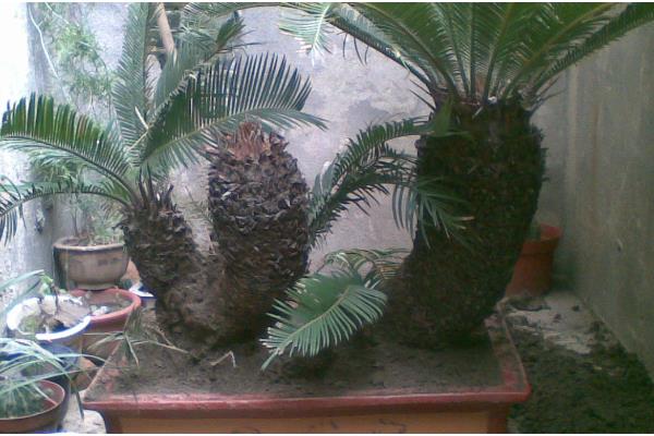 铁树有什么特点，只有15-20年的老树才能开花