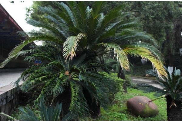 铁树有什么特点，只有15-20年的老树才能开花