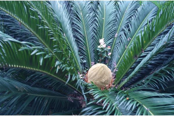铁树有什么特点，只有15-20年的老树才能开花