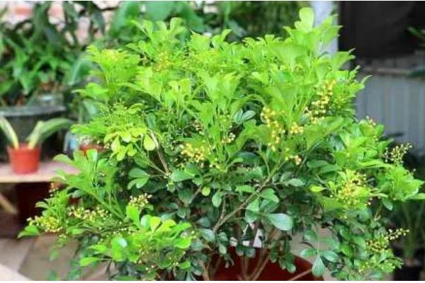 养米兰花要注意什么，平时要把温度保持在20-25℃