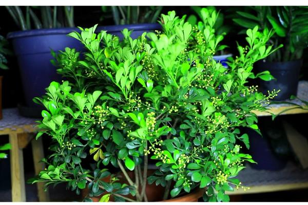 养米兰花要注意什么，平时要把温度保持在20-25℃