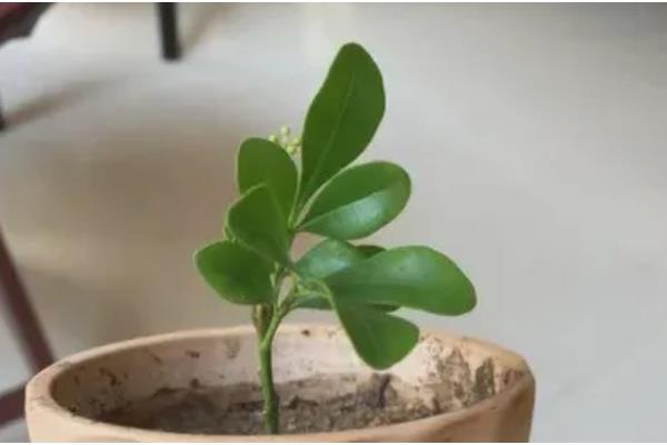 养米兰花要注意什么，平时要把温度保持在20-25℃