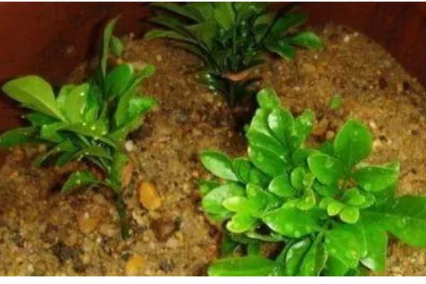 养米兰花要注意什么，平时要把温度保持在20-25℃