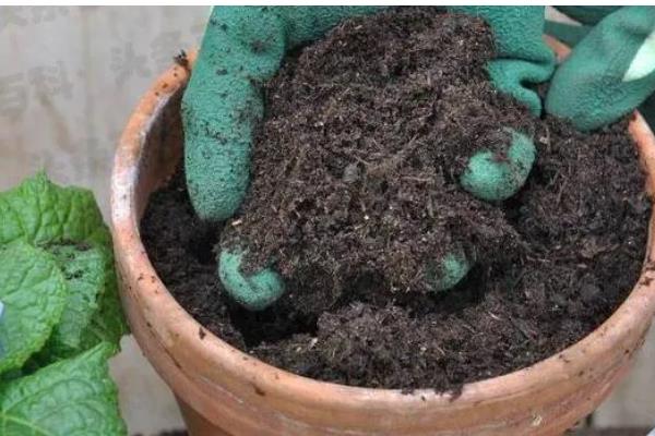 养米兰花要注意什么，平时要把温度保持在20-25℃