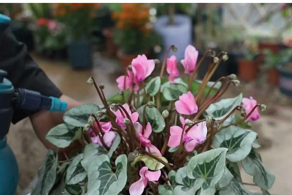 仙客来怕不怕冷，仙客来怕冷