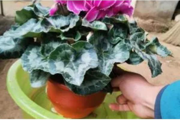 仙客来怕不怕冷，仙客来怕冷