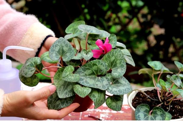 仙客来怕不怕冷，仙客来怕冷