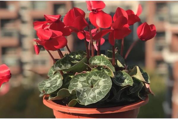 仙客来怕不怕冷，仙客来怕冷