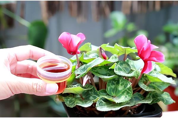 仙客来怕不怕冷，仙客来怕冷