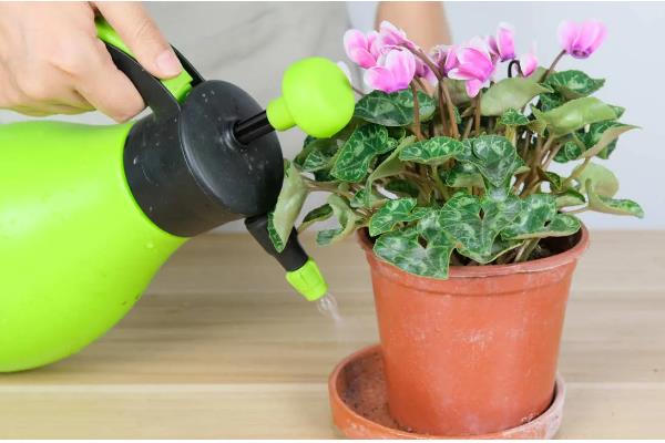 仙客来怕不怕冷，仙客来怕冷