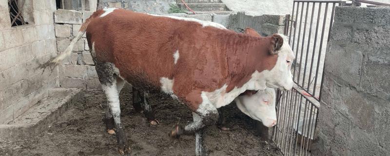 西门塔尔牛的体重如何计算，牛犊通常在41.6千克左右