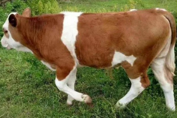 西门塔尔牛的体重如何计算，牛犊通常在41.6千克左右