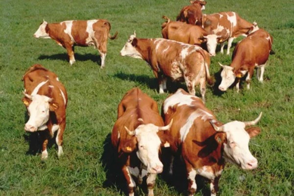 西门塔尔牛的体重如何计算，牛犊通常在41.6千克左右