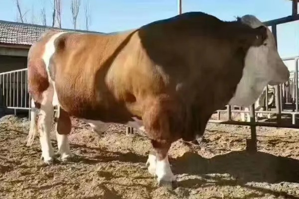 西门塔尔牛的体重如何计算，牛犊通常在41.6千克左右