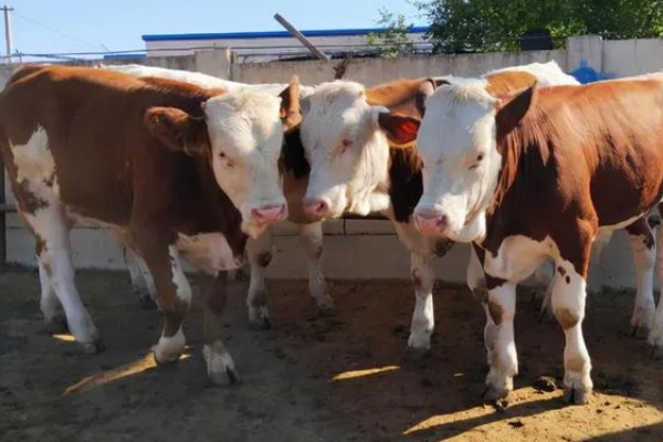 西门塔尔牛的体重如何计算，牛犊通常在41.6千克左右