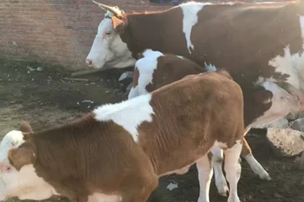 西门塔尔牛的体重如何计算，牛犊通常在41.6千克左右