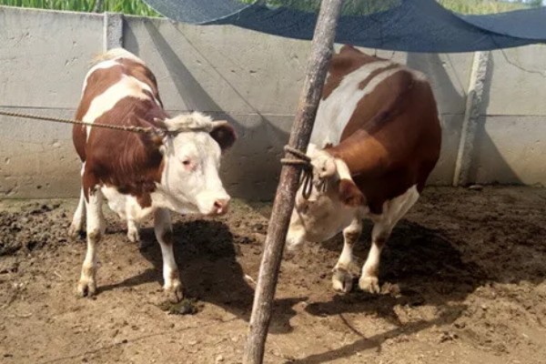 西门塔尔牛的体重如何计算，牛犊通常在41.6千克左右