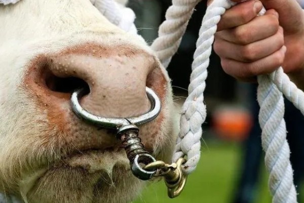 西门塔尔牛的体重如何计算，牛犊通常在41.6千克左右