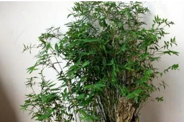竹子有哪些寓意，寓意独立顽强、不畏困难等