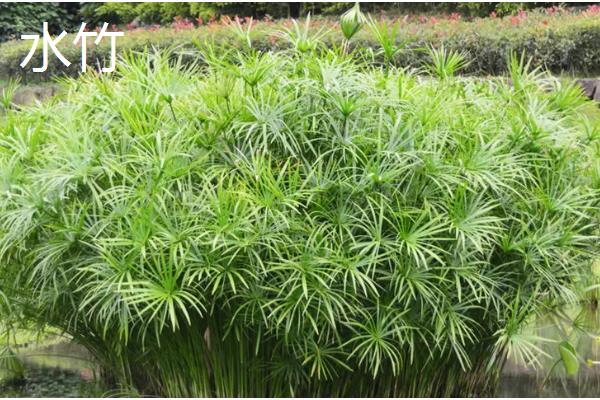 竹子有哪些寓意，寓意独立顽强、不畏困难等