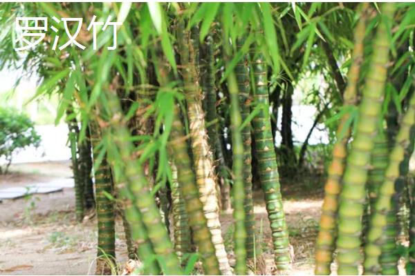 竹子有哪些寓意，寓意独立顽强、不畏困难等