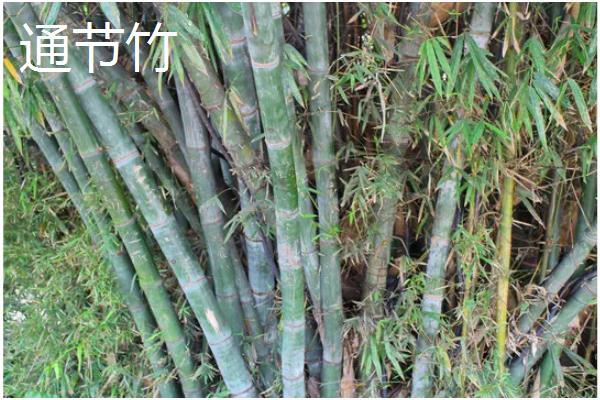 竹子有哪些寓意，寓意独立顽强、不畏困难等
